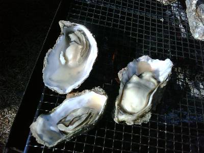 カキ拡大.jpg