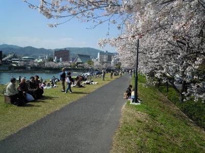 桜土手.jpg