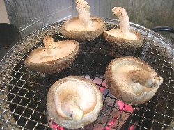 shiitake.jpg